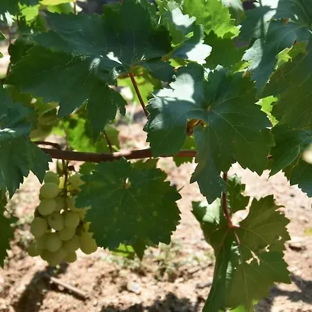 With Amazing Sea View